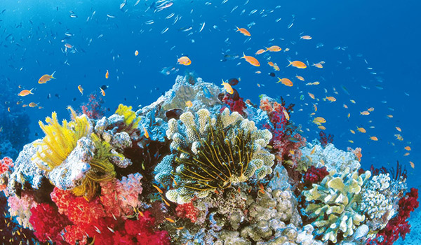 Кэрнс — на островах и коралловых рифах — настоящий рай для купания и дайвинга