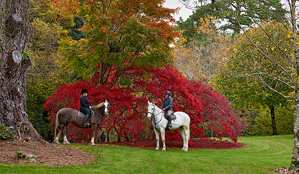 Ashford Castle (Ирландия)