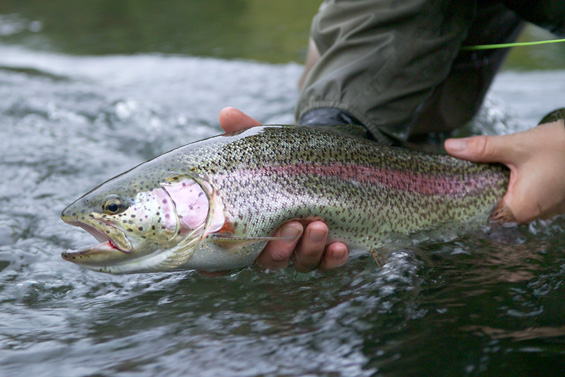 sed_bow_1.jpg sed_bow_1.jpg